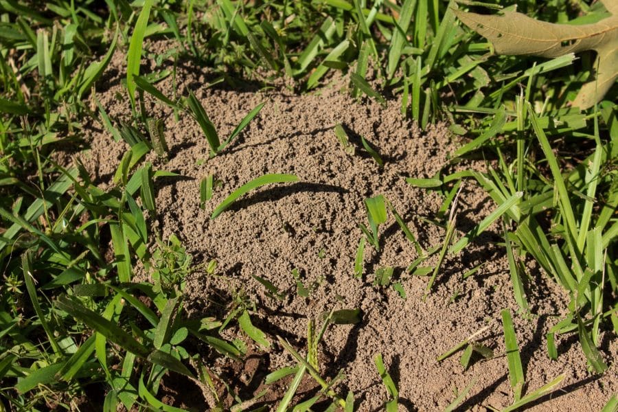 Signs of Fire Ants