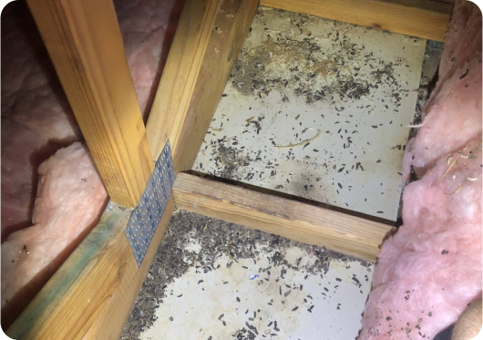 Cockroach Infestation