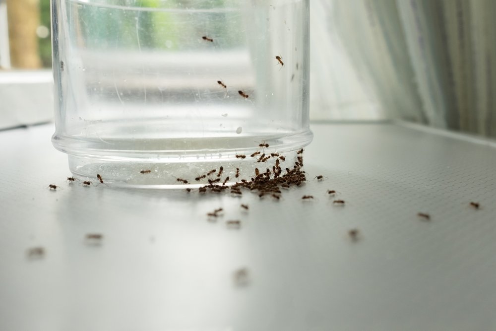 Ants swarming a glass in a home.