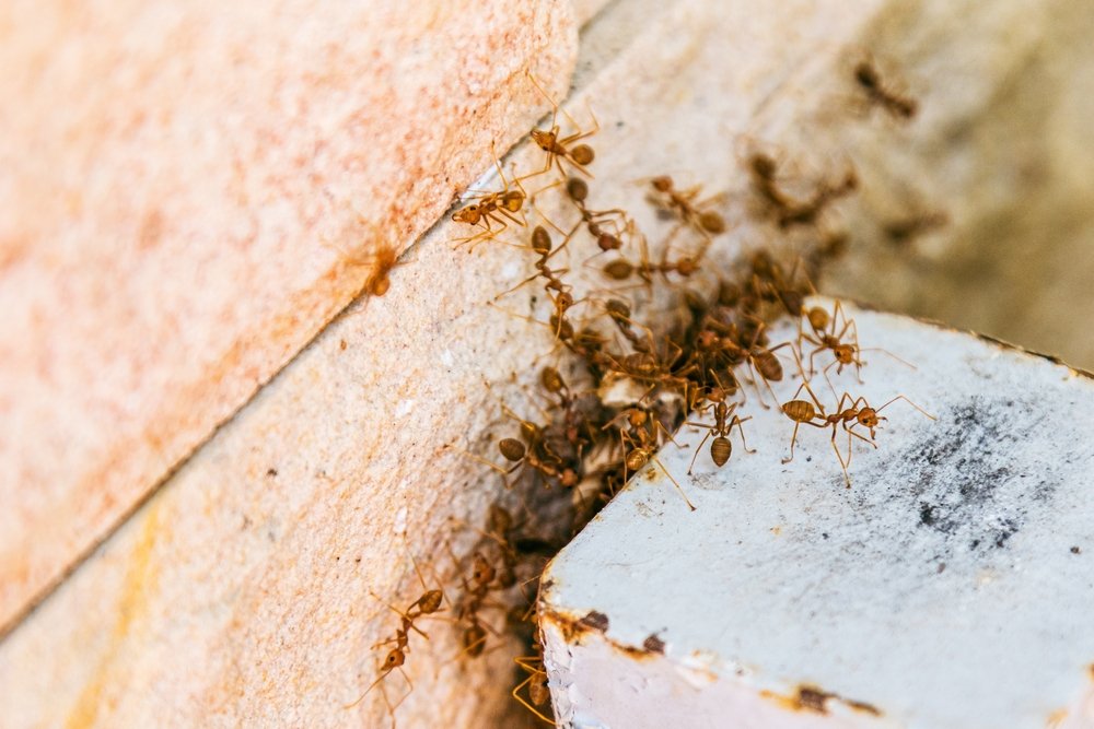 Ants in a home during summer.
