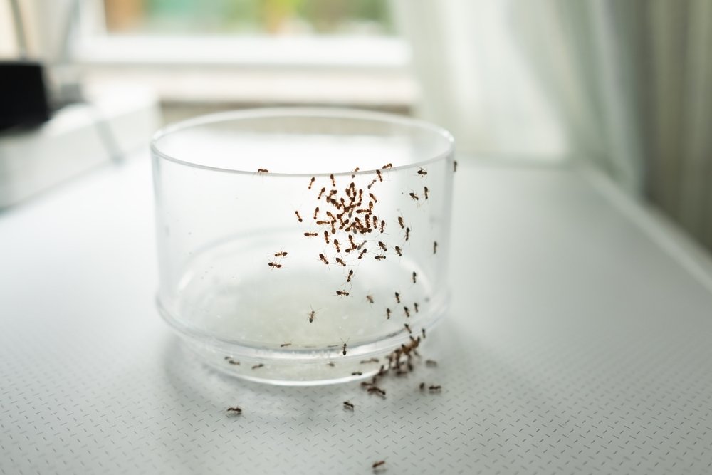 An ant infestation over a glass in a kitchen due to the lack of summer pest control.