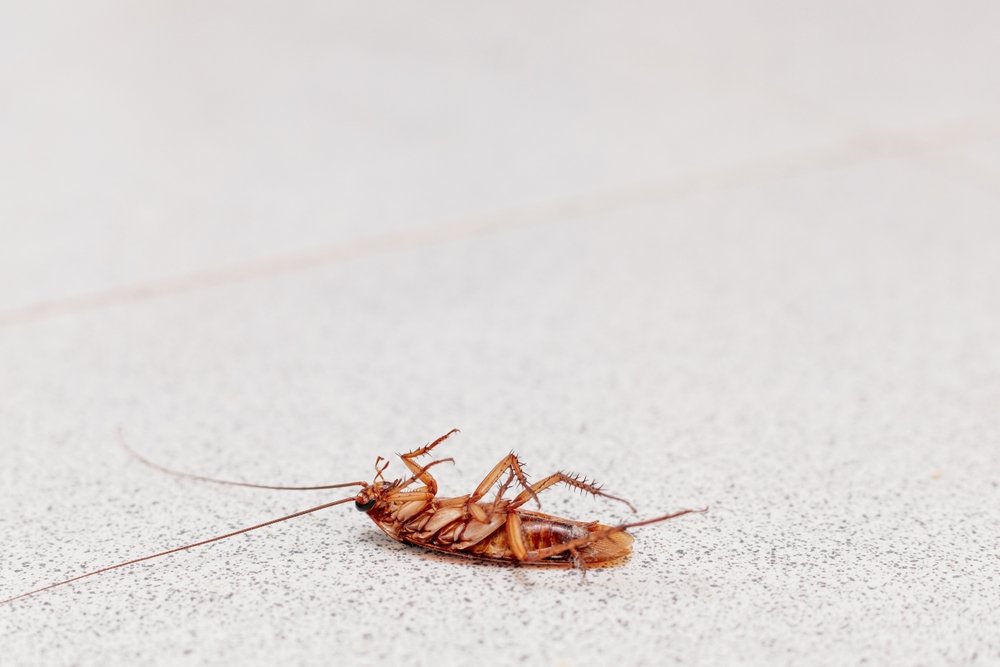 A dead cockroach laying on its back after a summer pest control treatment.