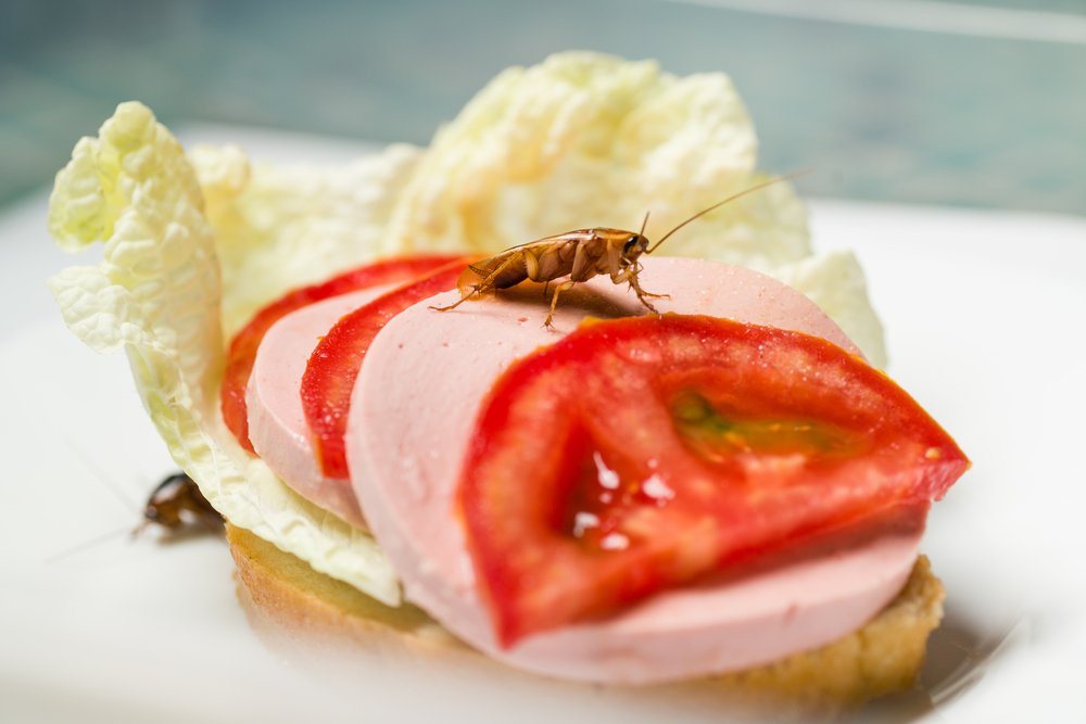 A cockroach on top of a freshly made sandwich showing the need for urgent cockroach prevention tactics.