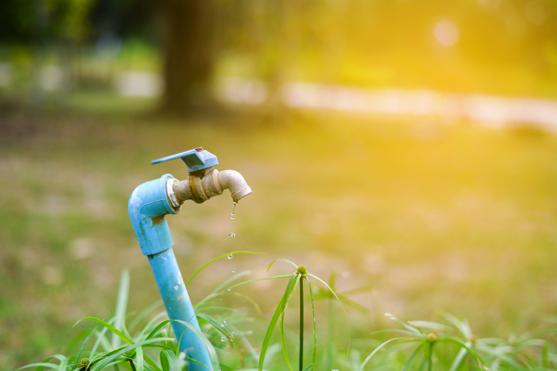 A leaking outdoor garden tap dripping water into long green grass.