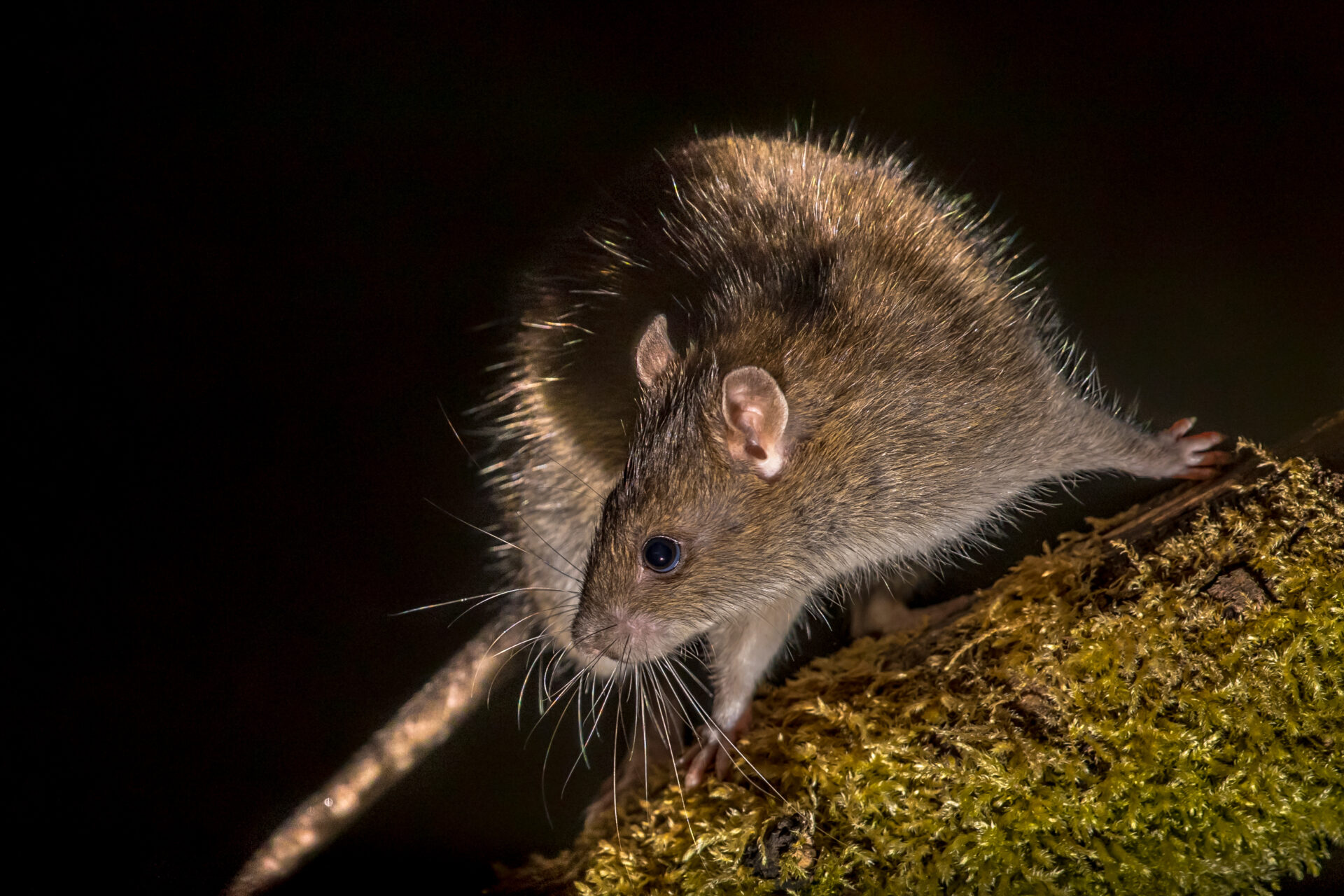 A wild rat climbing on a mossy branch at night, illustrating how rodents use garden vegetation to access Brisbane homes.