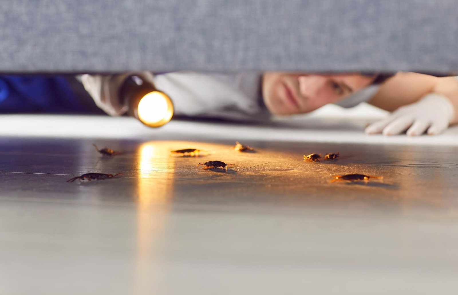 Protect Your Home Today with Blue Chip Termite Inspections 