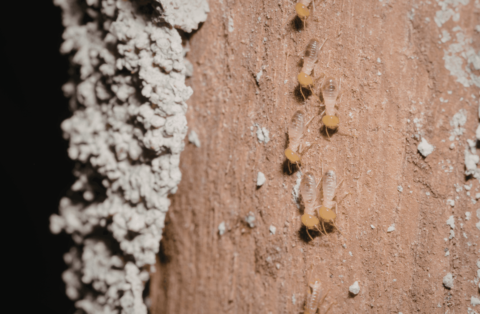 The Real Cost of Skipping Your Cold Weather Property Protection